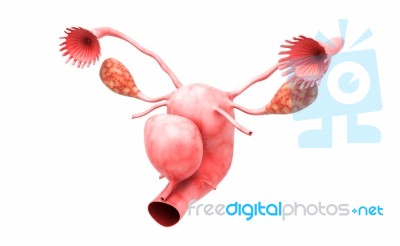 Female Reproductive System Stock Image