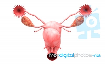 Female Reproductive System Stock Image