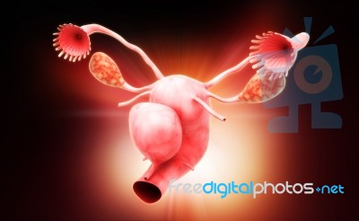 Female Reproductive System Stock Image