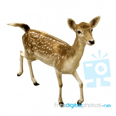 Female Sika Deer Isolated Stock Photo