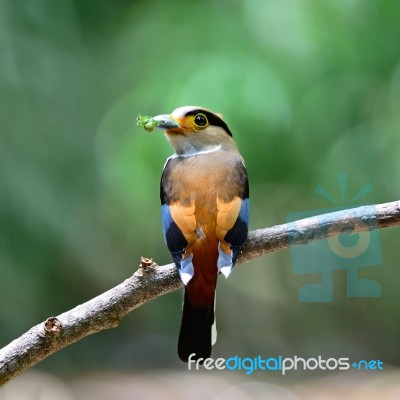 Female Silver-breasted Broadbill Stock Photo