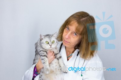 Female Vet Holding  Cat Stock Photo