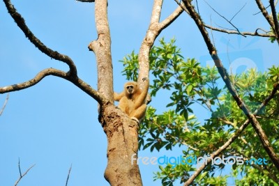 Female White-handed Gibbon Stock Photo