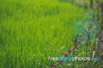 Fenced Field With Green Grass Stock Photo