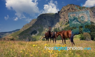 Feral Horses Stock Photo