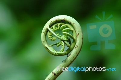 Fern Leaf Stock Photo