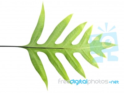 Fern Leaf Stock Photo