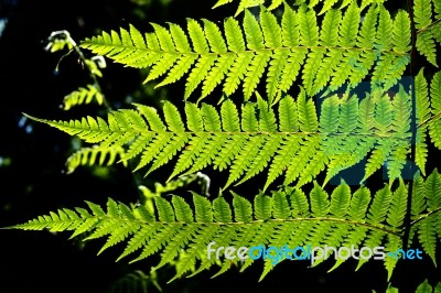 Fern Leaves Stock Photo