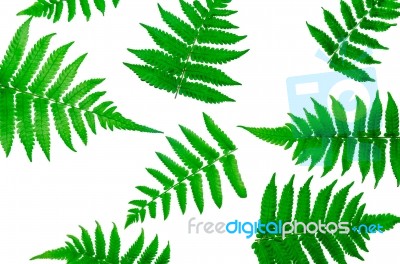 Fern Leaves On White Background Stock Photo
