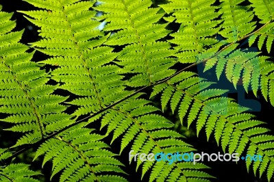 Ferns Stock Photo