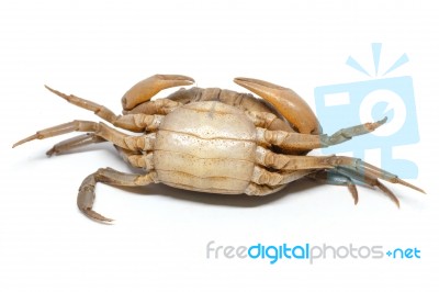 Field Crab Stock Photo