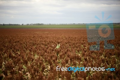 Field Of Australian Sorghum Stock Photo