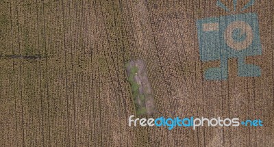 Field Of Australian Sorghum Stock Photo