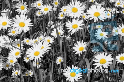 Field Of Daisies Stock Photo