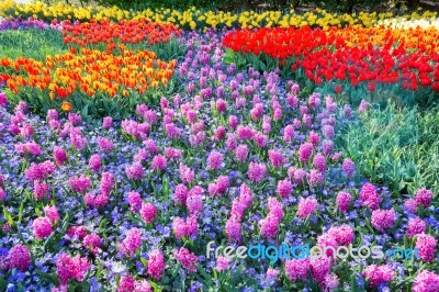 Field Of Pink Hyacinths And Red Tulips Stock Photo