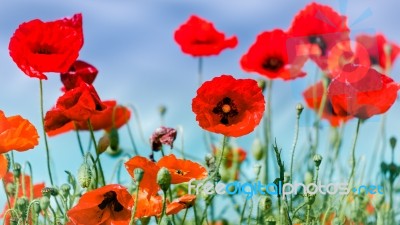 Field Of Poppies In Sussex Stock Photo