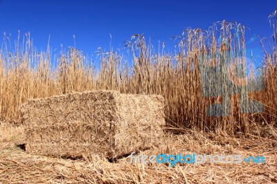 Field Of Reeds Stock Photo