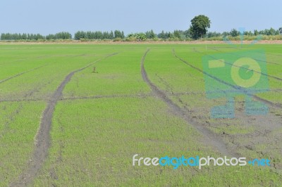Field Of Rice Seedlings Green With Blue Sky For Background Texture Stock Photo