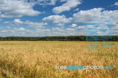 Field Of Rye Stock Photo