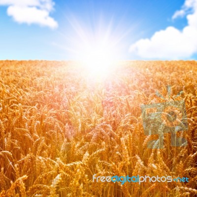 Field Of Whea At Sunrise Stock Photo