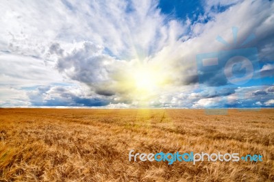Field Of Wheat Dramaticl Cloudy Blue Sky Stock Photo
