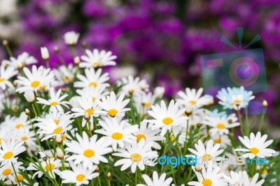 Field Of White Daisy And Purple Flowers Stock Photo