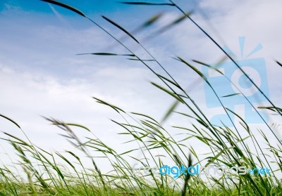 Field With High Grass Stock Photo