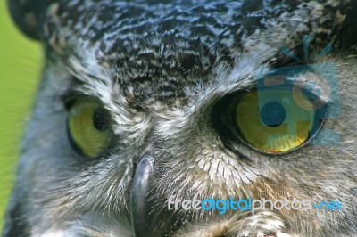 Fierce Focus Stock Photo