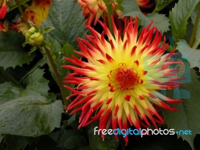 Fiery Dahlia Stock Photo