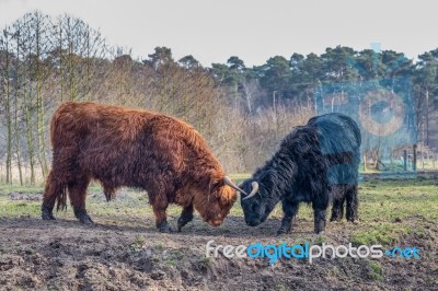 Fighting Black And Brown Scottisch Highlander Bull And Cow Stock Photo