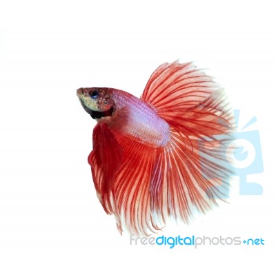 Fighting Fish Stock Photo