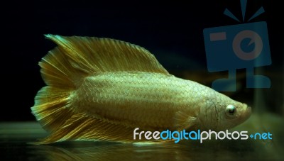 Fighting Fish Stock Photo
