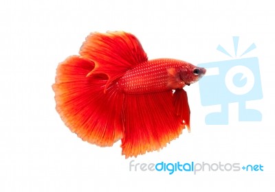 Fighting Fish Stock Photo