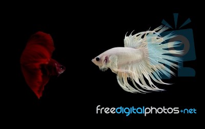 Fighting Fish Stock Photo