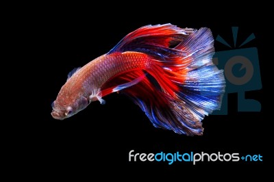 Fighting Fish On Black Background Stock Photo