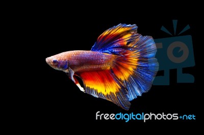 Fighting Fish On Black Background Stock Photo