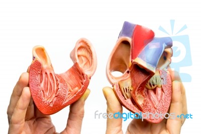 Fingers Holding Open Human Heart On White Background Stock Photo