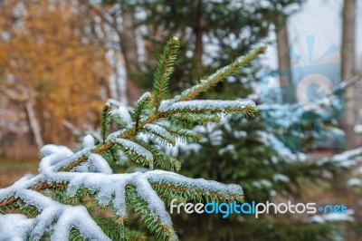 Fir Branches Covered With Snow Stock Photo