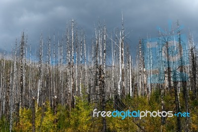 Fire Damaged Trees In Glacier National Park Stock Photo