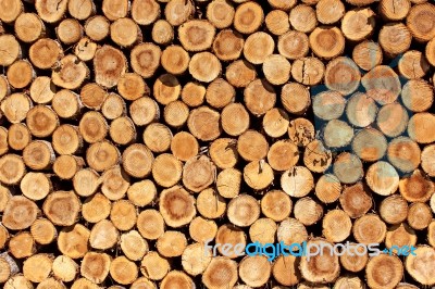 Firewood Stock Photo