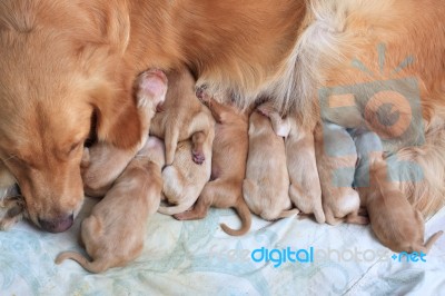 First Day Of Golden Retriever Puppies Stock Photo First Day Of Golden Retriever Puppies Stock Photo