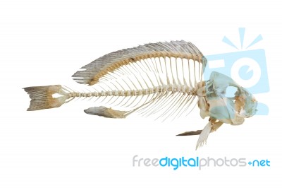 Fish Bone Stock Photo
