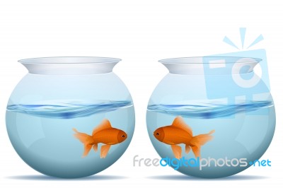 Fish In Tank Stock Image