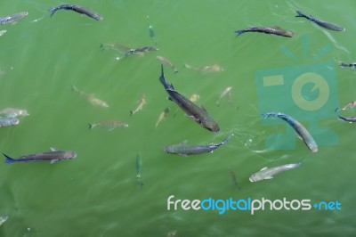 Fish Swimming In Cabo Pino Harbour Stock Photo
