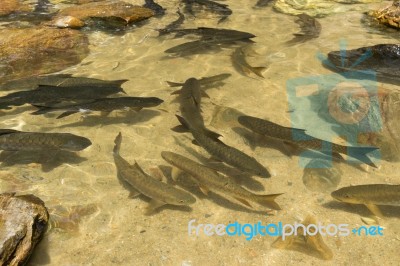 Fish Swimming In Rivers, Lakes, Sea, Fishing Stock Photo