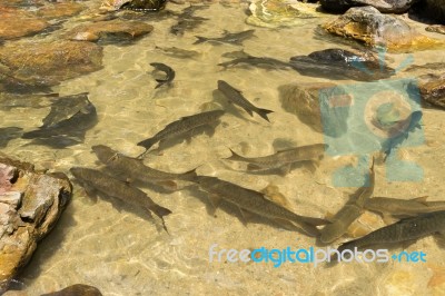 Fish Swimming In Rivers, Lakes, Sea, Fishing Stock Photo Fish Swimming In Rivers, Lakes, Sea, Fishing Stock Photo