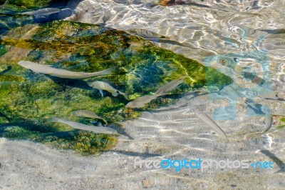 Fish Swimming In The Crystal Clear Water At Porto Cervo Stock Photo