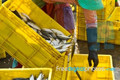 Fisherman Worker Stock Photo