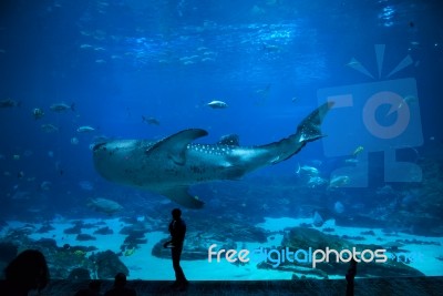 Fishes In Aquarium Stock Photo