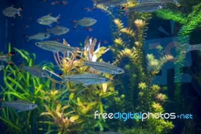 Fishes In Aquarium Stock Photo